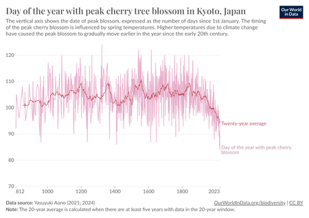 Date Of The Peak Cherry Tree Blossom In Kyoto