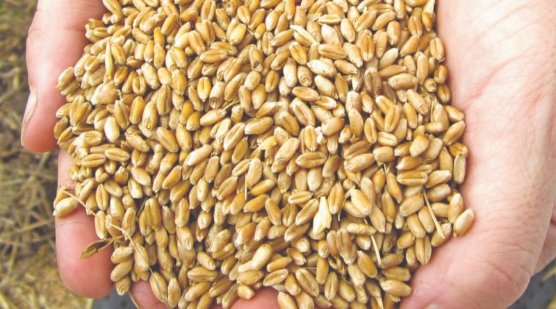 Antes de sembrar, analizar: “sintonía fina” para determinar el poder germinativo de la semilla de trigo