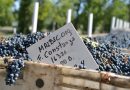 Día del Malbec: científicos argentinos descifraron el genoma de la uva más producida en el país
