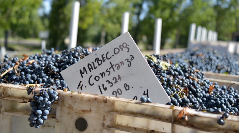 Día del Malbec: científicos argentinos descifraron el genoma de la uva más producida en el país