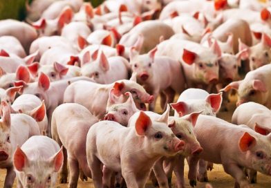 El ajuste llegó a los cerdos: fuerte caída de los márgenes en la producción porcina