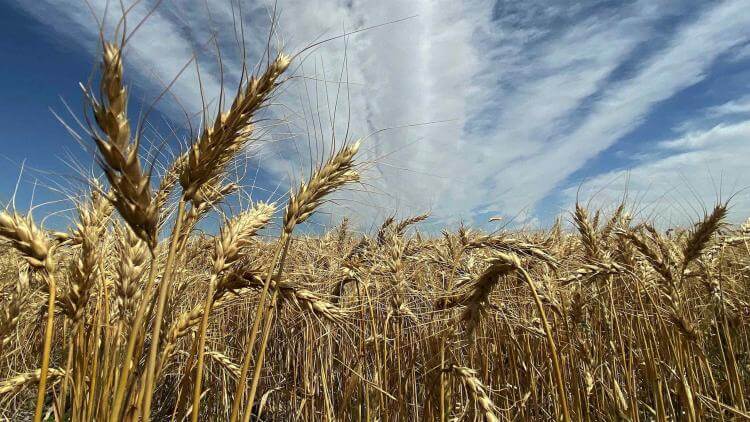 “En el trigo, el 12% de retenciones que se deja el Estado estrangula de muerte la rentabilidad”