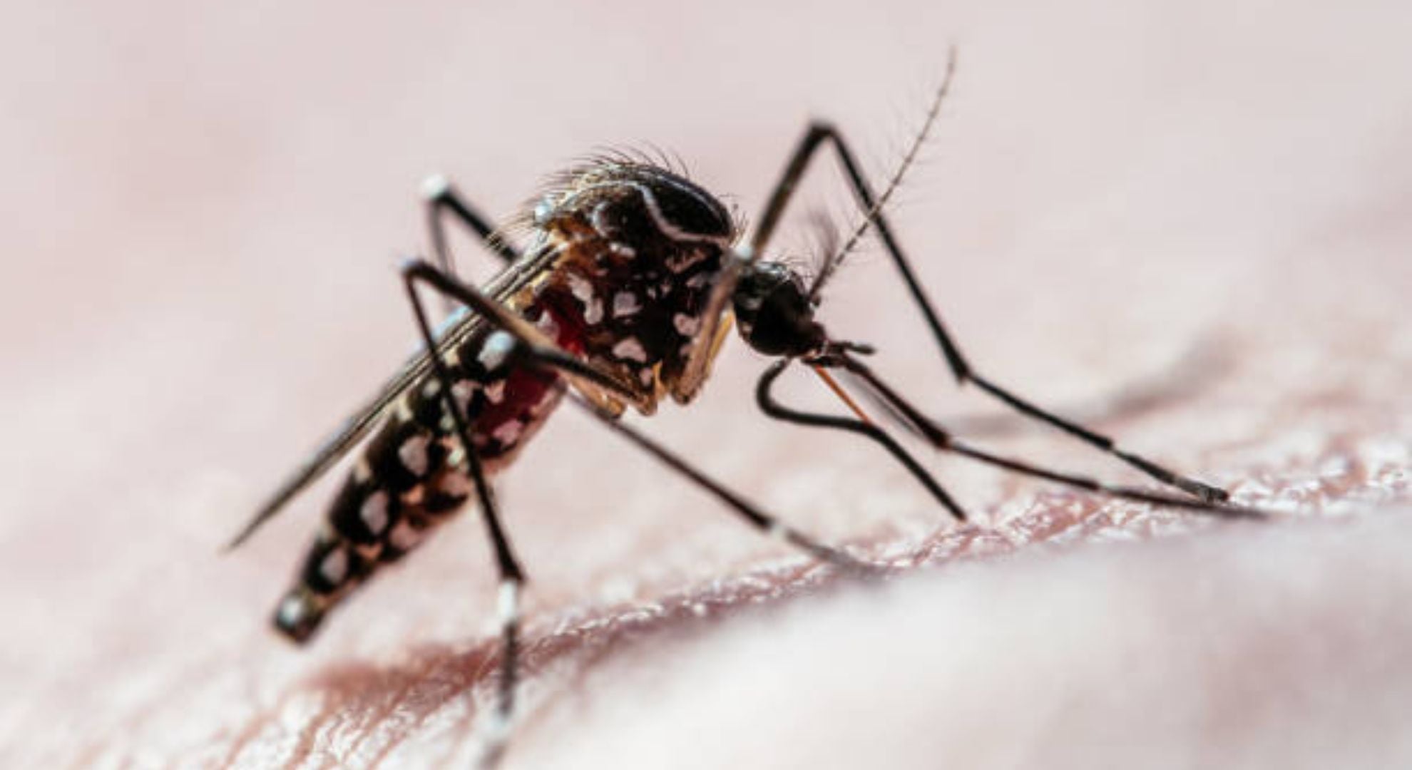dengue mosquito Aedes aegypti