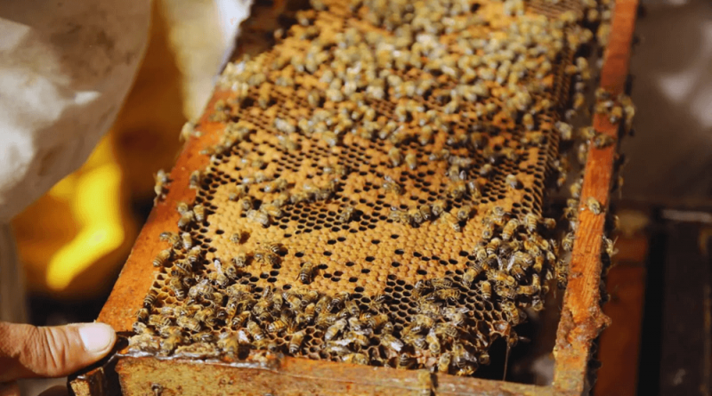 El receso de las abejas: tips para enfrentar el invierno y garantizar miel de calidad