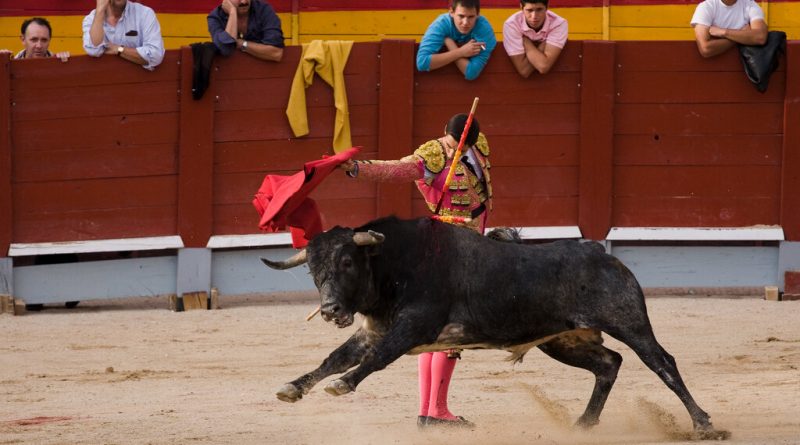 En plena polémica sobre los toros, la Maestranza de Sevilla ha tenido una idea: novilladas gratis para los niños