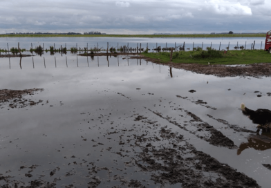 Estudio de la FAUBA: el ranking de los cultivos de invierno que mejor soportan inundaciones