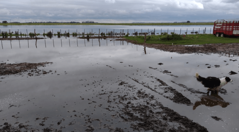 Estudio de la FAUBA: el ranking de los cultivos de invierno que mejor soportan inundaciones