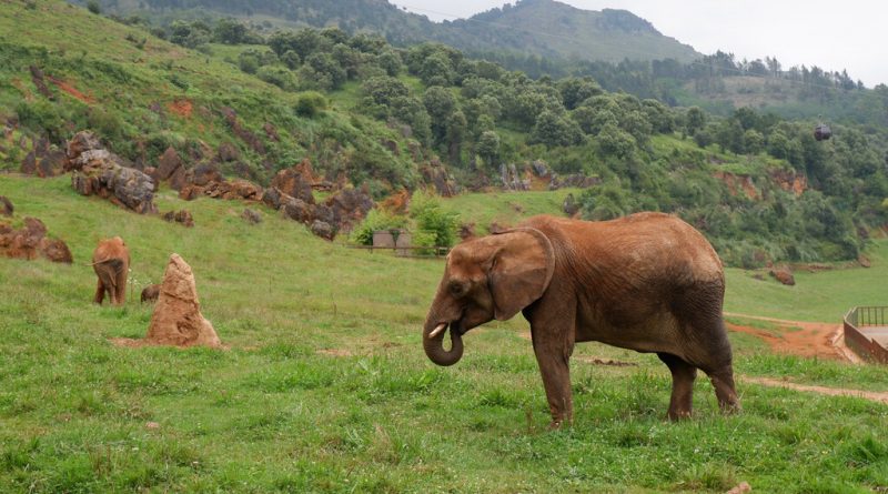 La cría de elefantes africanos siempre ha sido un desafío. Este parque es un líder mundial y está en Cantabria