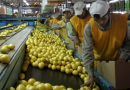 Polémica en Tucumán por un proyecto estatal vinculado a la cadena del limón