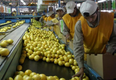 Polémica en Tucumán por un proyecto estatal vinculado a la cadena del limón