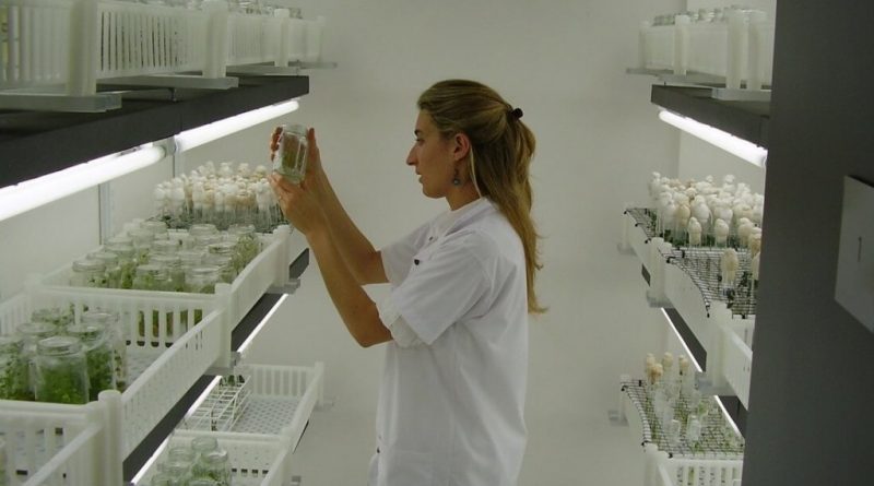 Tecnología de exportación: una empresa argentina logró un hito en Brasil con un bioinsecticida